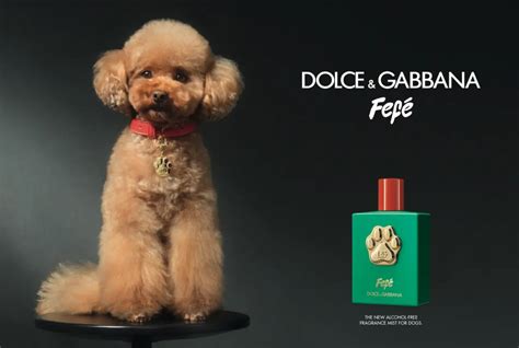 dolce gabbana dog family|dolce and gabbana perfume.